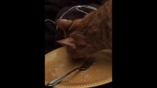 Hairy pussy licking my scraps